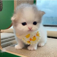 𝚃𝚈𝙿𝙷𝙾𝙾𝙽