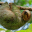 Pan-Dimensional Sloth