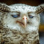 DRUNK_OWL