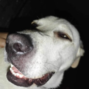 arth's avatar