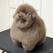 Pork Don Julio Alfredo Gonzalez