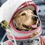 Astronaut Doggo