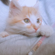 一拳五百的粉色菠萝