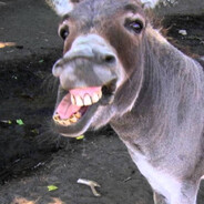 *Disabled Donkey*