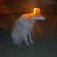 Alarm Dog