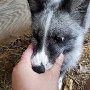 FOXY CSGO-SKINS.COM