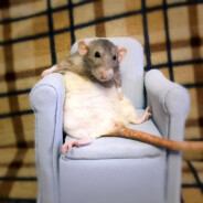 Воровка Крыс