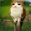Meowl