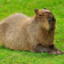 Capybara