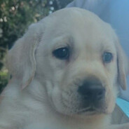 非常规大师 modest