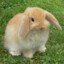 american fuzzy lop