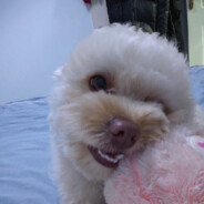 爱撒娇的冰激凌