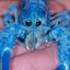 Blue lobster