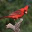 Northern Cardinal