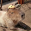 CAPybara