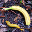 A friendly banana slug