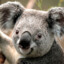 Apprehensive Koala