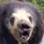 Sloth_Bear