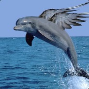 The Nimblest Dolphin