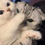 Whiskas