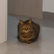 你们突破我收割