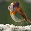 Hamster_Wheel