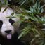 Little Panda