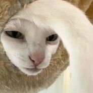 睇見靓女就扯旗