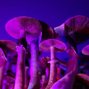 MagicMushrooms