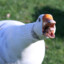 Angry_Goose_12