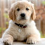 DOGGY Dog