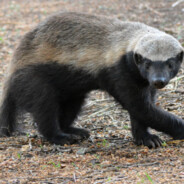 Honeybadger