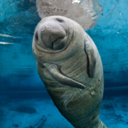 the almighty manatee