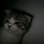 zolar