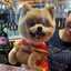 Pomeranian_Bailey