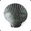 scallopshell