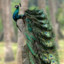 Mister Peafowl