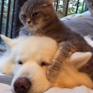 canvasik - steam id 76561198996819401