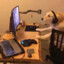 gaming dog