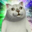 毛冒猫