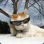 MrsKittyPaws