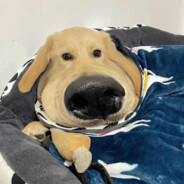 爱在落日余晖前