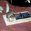 Rat FUCK!
