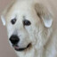 UltimateDogez