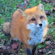 Swetty fox