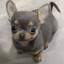 MOTI