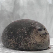 Shino