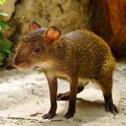 𝓐𝓖𝓞𝓤𝓣𝓘