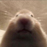 cock avatar