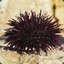 Urchin